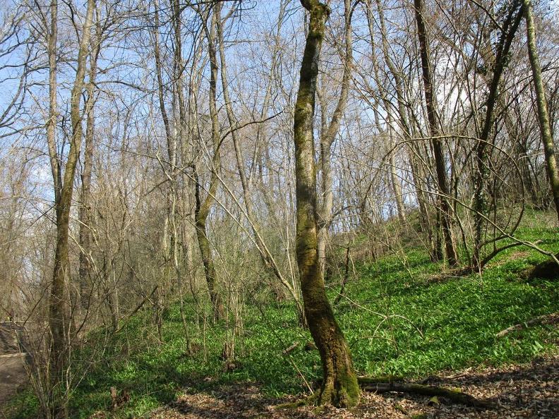 Image 2 - Réserve forestière Valle della Motta